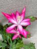 Pixie Pink